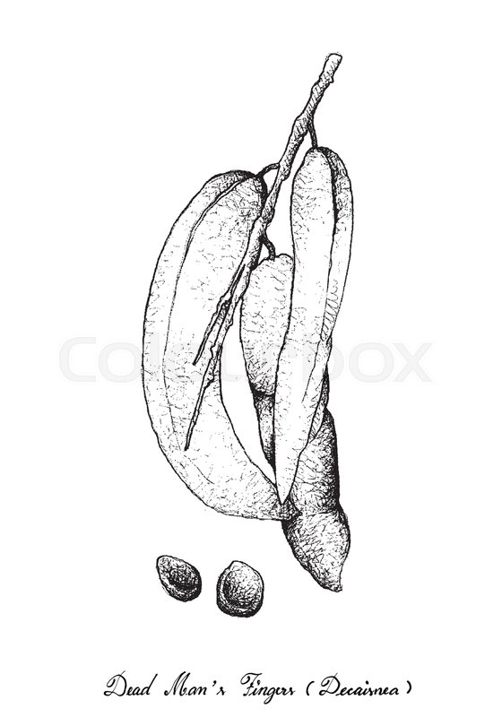 560x800 Tropical Fruit, Illustration Of Hand Stock Vector Colourbox - Dead Mans Drawing