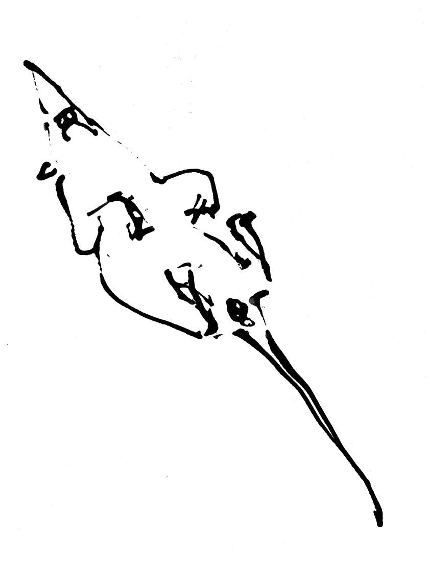 842x1100 Ilka Leukefeld - Dead Mouse Drawing