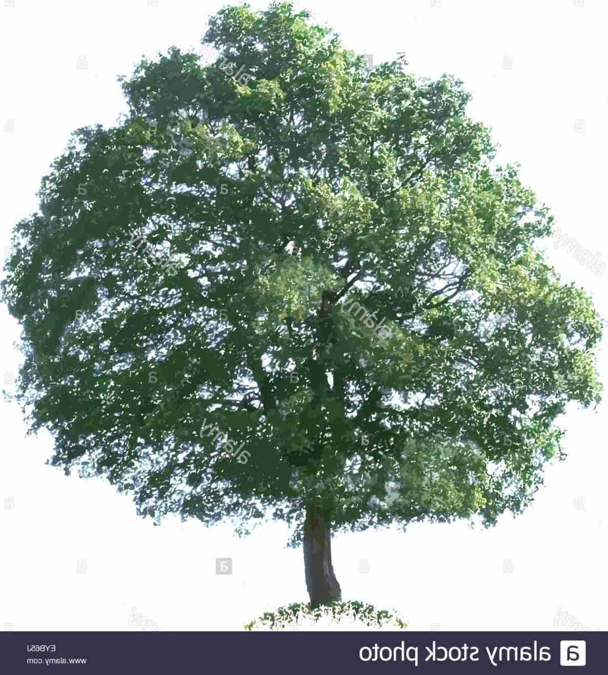 1187x1318 Dead Tree High Quality Free Rhclipartxtrascom Collection Realistic - Dead Oak Tree Drawing