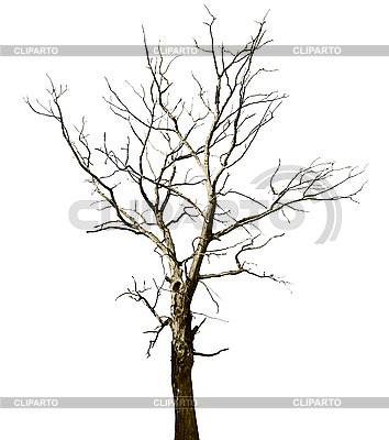 354x400 Dead Dried Oak Tree High Resolution Stock Photo Cliparto - Dead Oak Tree Drawing