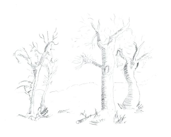 600x480 Draw Tree Branches - Dead Oak Tree Drawing