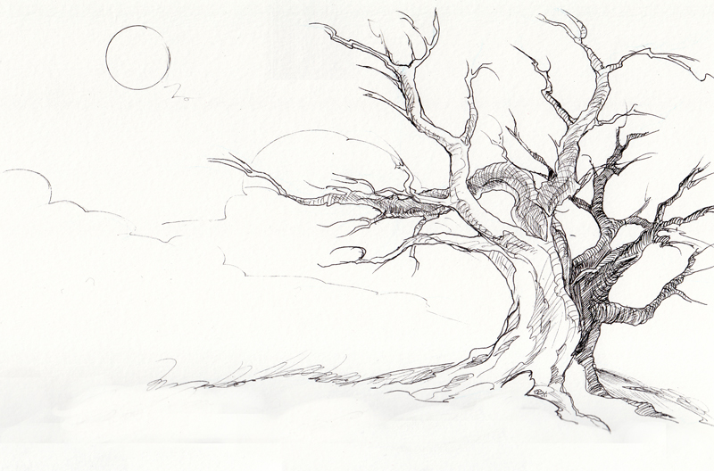 800x528 Gallery Dead Oak Tree Drawing - Dead Oak Tree Drawing