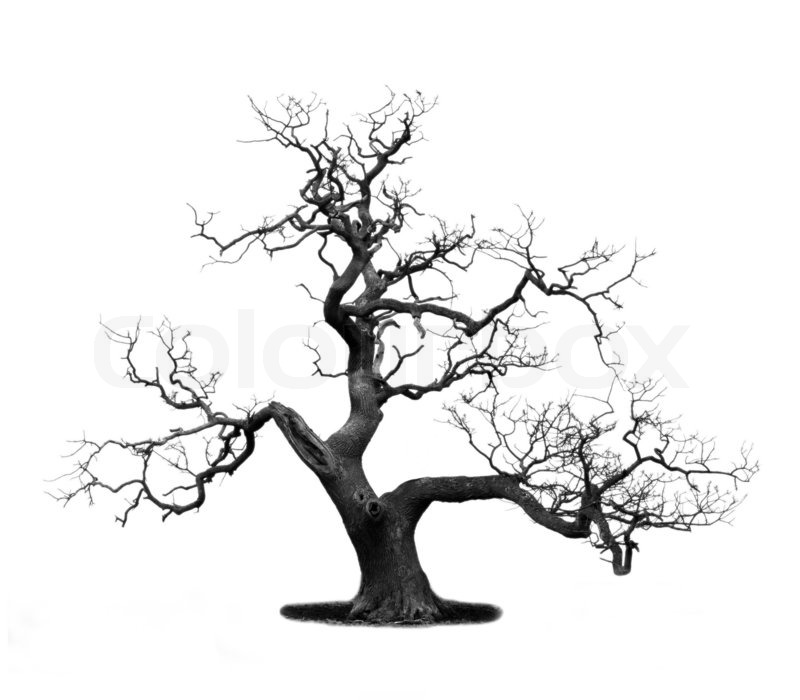 800x700 Huge Collection Of 'dry Tree Drawing' Download More Than - Dead Oak Tree Drawing