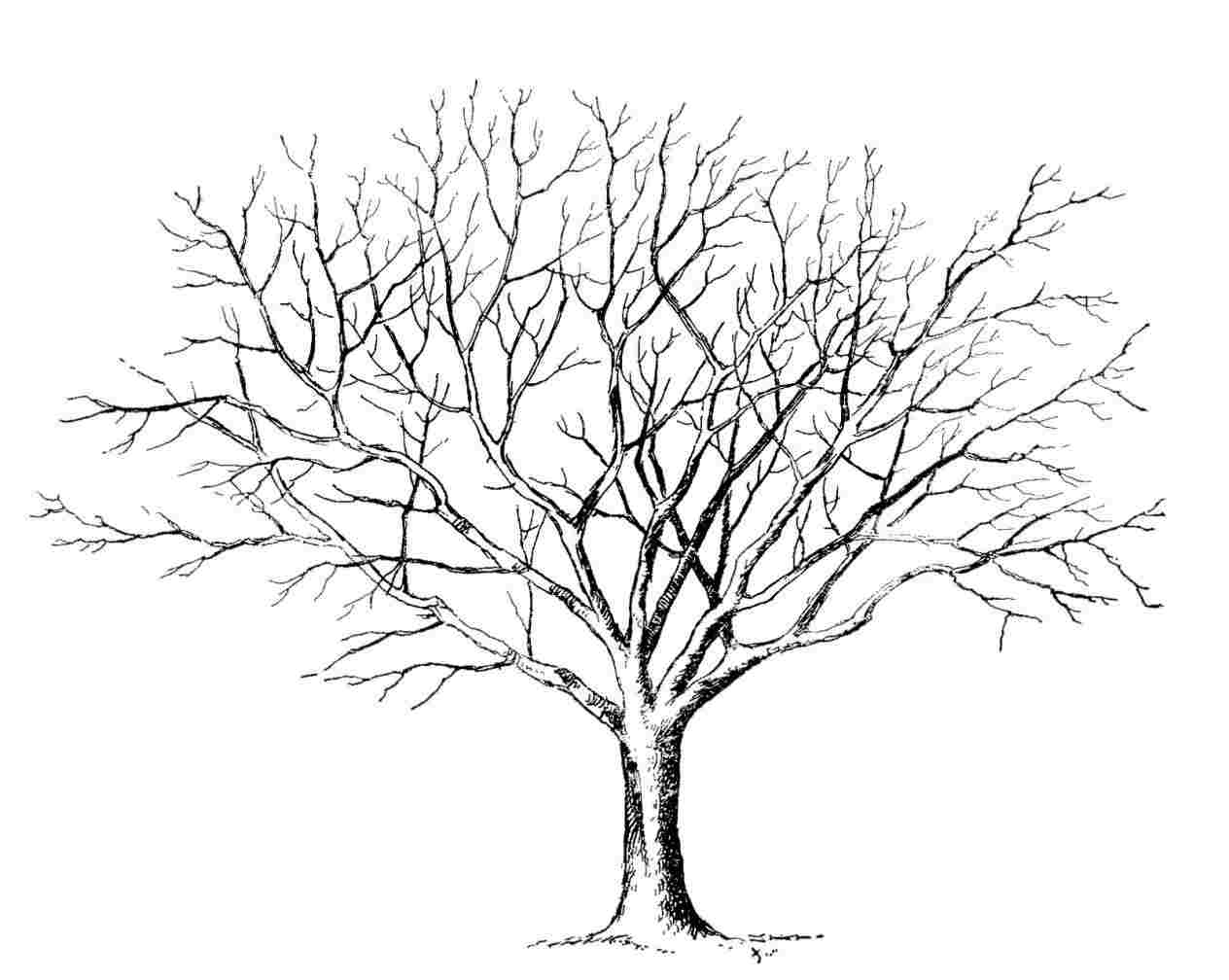 Dead Oak Tree Drawing at PaintingValley.com | Explore collection of ...