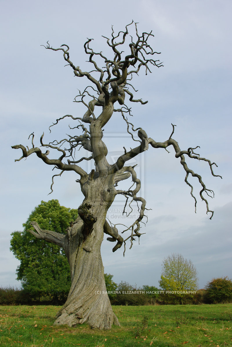 800x1195 Old Oak Tree - Dead Oak Tree Drawing