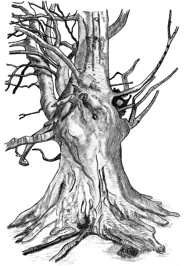 711x1019 Beech Tree - Dead Oak Tree Drawing