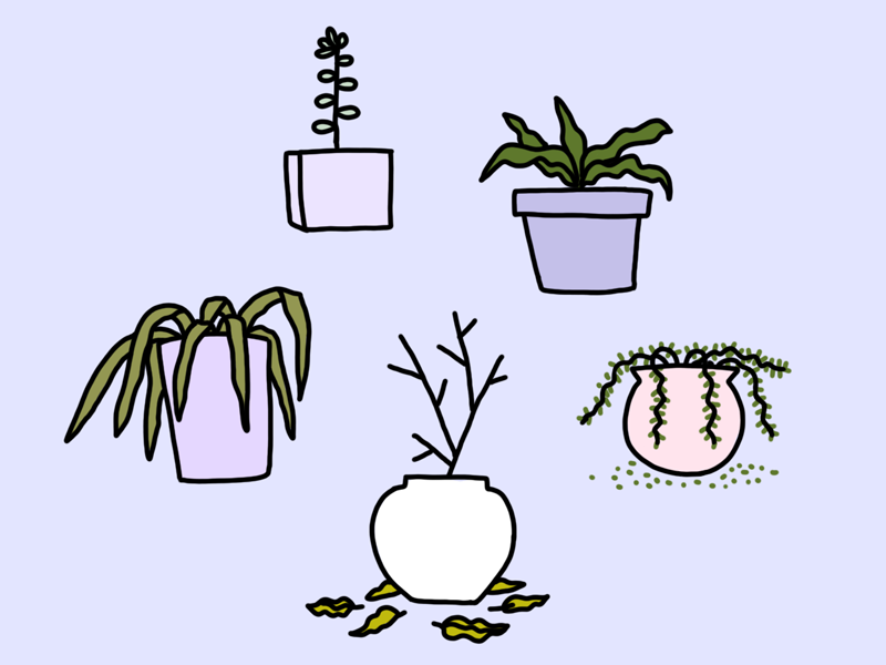 800x600 Winter Houseplants - Dead Plant Drawing