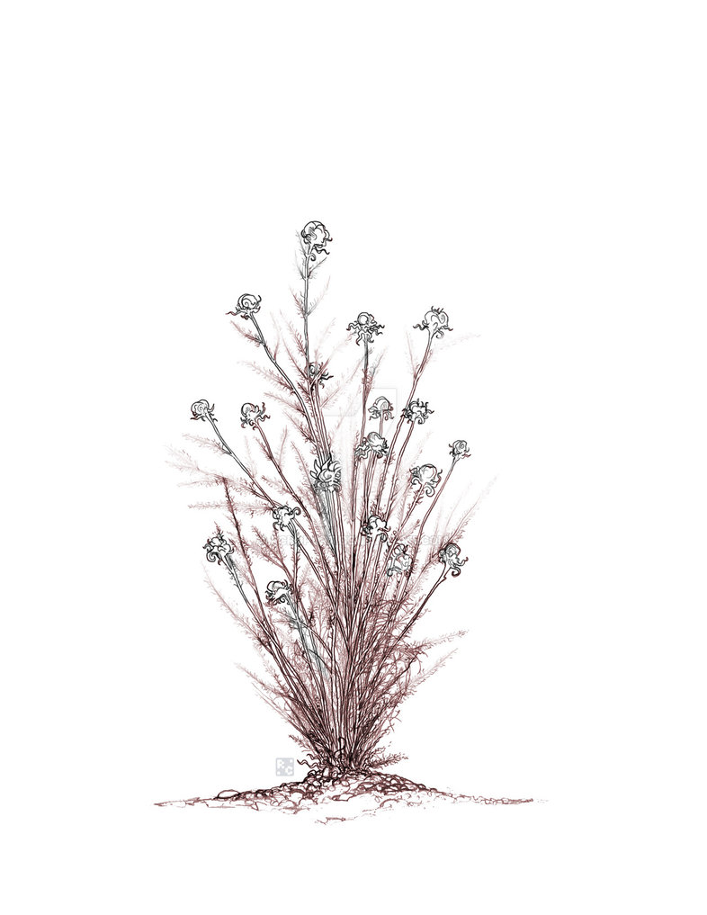 786x1017 Dead Plant - Dead Plant Drawing