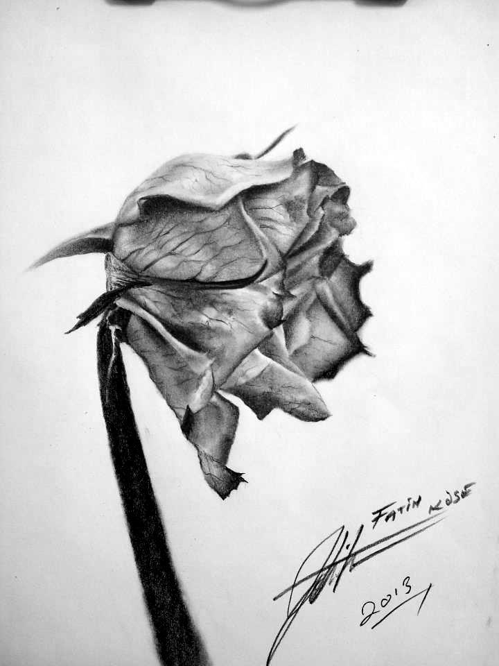 Dead Rose Drawing Dead Rose Drawing Flower Deviantart Drawings