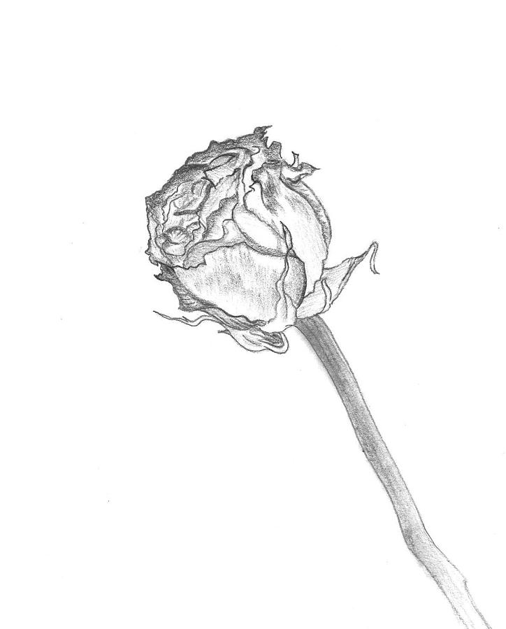 724x900 Dead Roses Drawings Fine Art America - Dead Rose Drawing