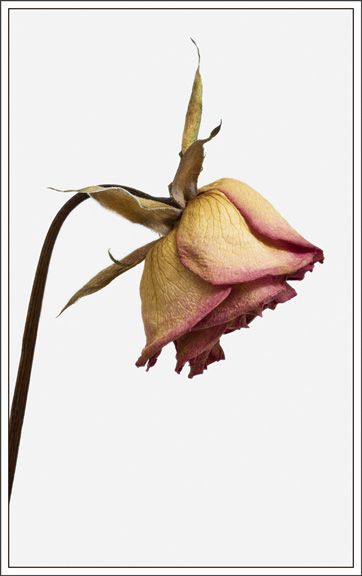 362x576 Dead Rose - Dead Rose Drawing