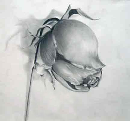 432x400 death becomes you deborah leger, artist - Dead Rose Drawing