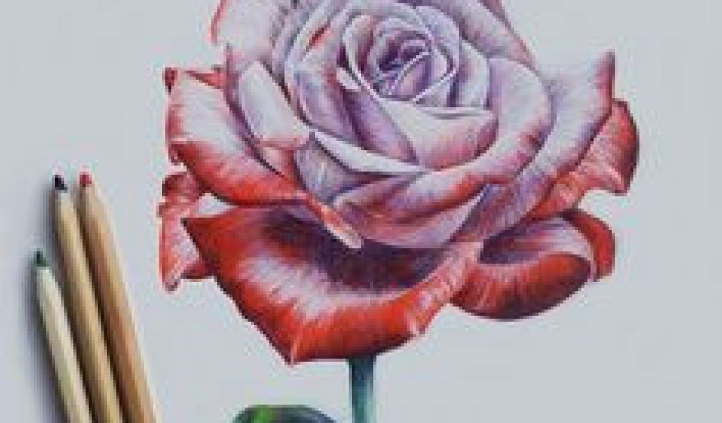 1024x600 Drawing A Dead Rose Beautiful Rose Drawings And Paintings - Dead Rose Drawing
