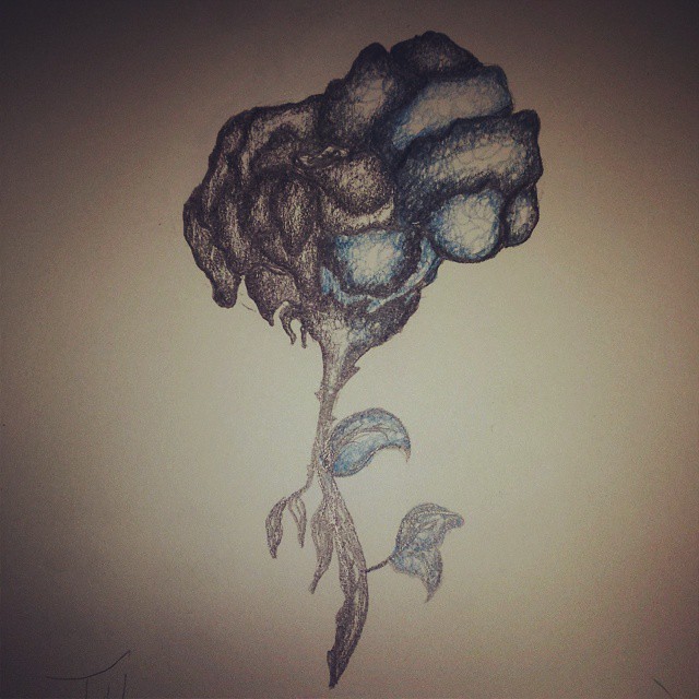 640x640 life vs dead this is just a pretty half dead rose! - Dead Rose Drawing