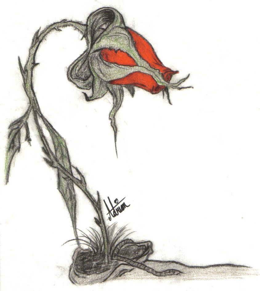 845x945 Dead Rose - Dead Rose Drawing