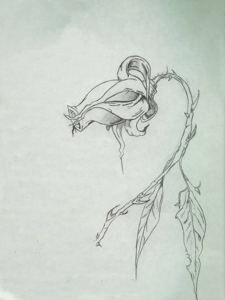 774x1032 Dead Rose - Dead Rose Drawing