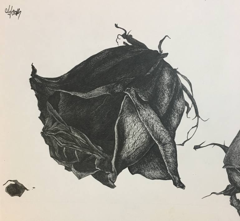 770x710 Dead Rose Drawing - Dead Rose Drawing