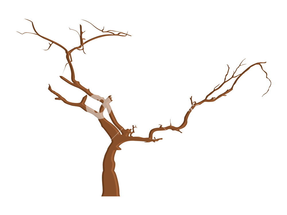 1000x750 Dead Tree Branches Drawing Royalty Free Stock Image - Dead Tree Drawing