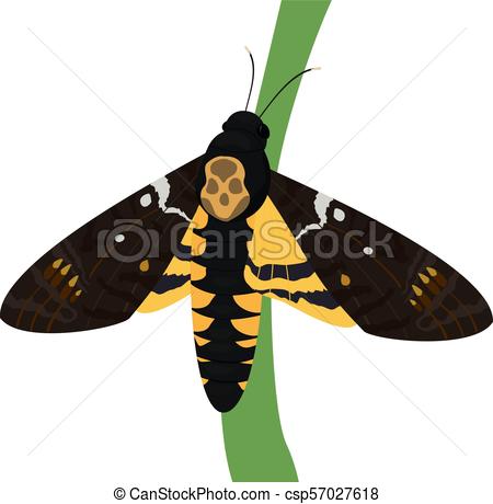 450x460 death's head moth on white background death's head moth isolated - Death Head Moth Drawing