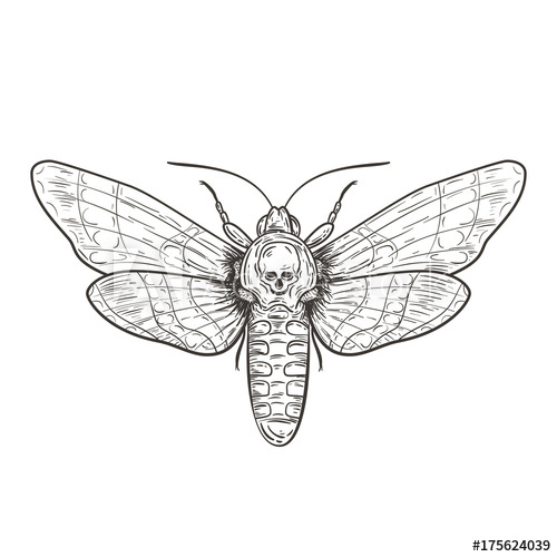 Death Head Moth Drawing at PaintingValley.com | Explore collection of ...