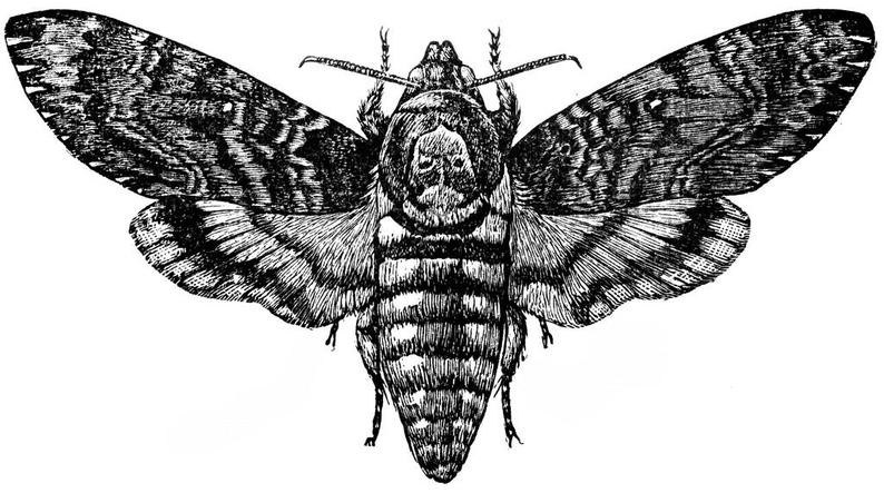 Death Head Moth Drawing at PaintingValley.com | Explore collection of ...