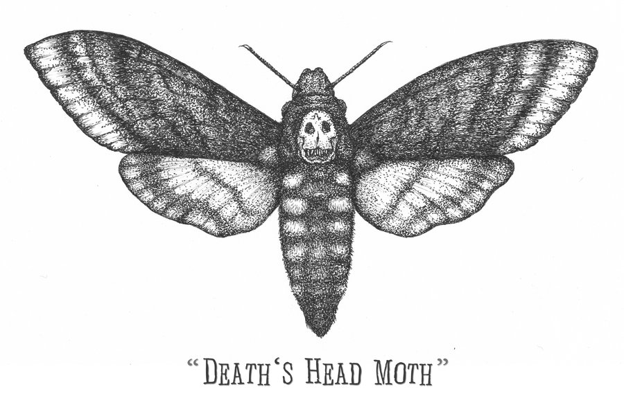 900x585 Deaths Head Hawk Moth Drawing - Death Head Moth Drawing