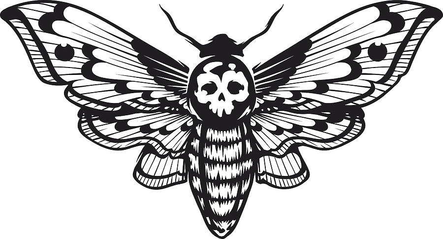 900x485 Deaths Head Hawk Moth - Death Head Moth Drawing