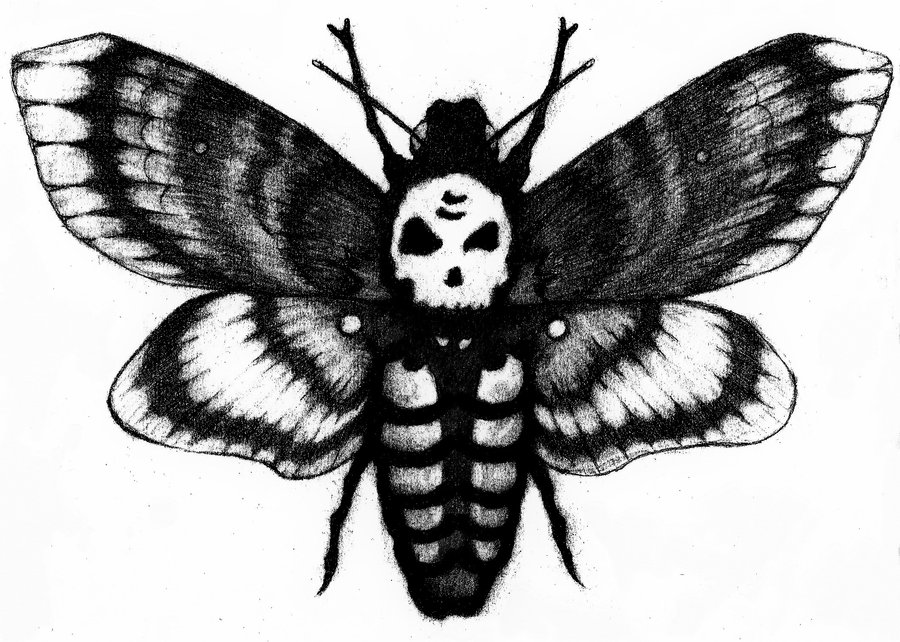 900x642 Deaths Head Moth Drawing - Death Head Moth Drawing