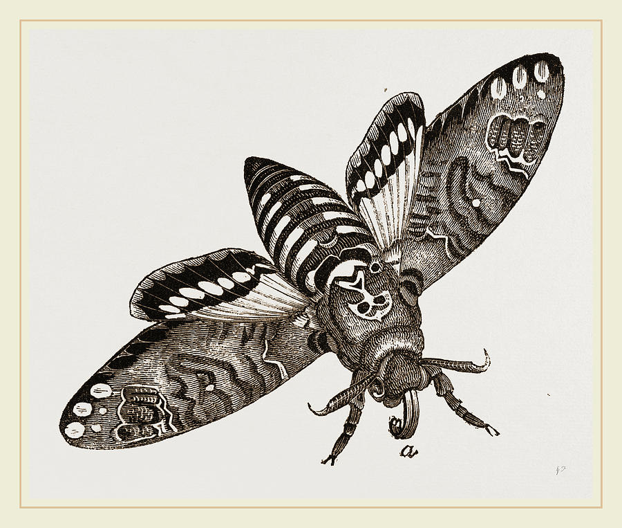 900x763 Deaths Head Hawk Moth Drawing - Death Head Moth Drawing
