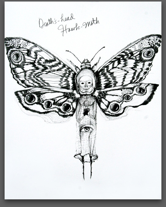 543x678 liz downing drawing series death's head hawk moth - Death Head Moth Drawing