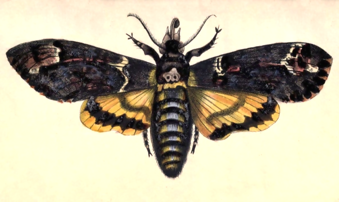 700x418  - Death Head Moth Drawing
