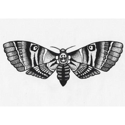 500x500 Drawing Art Artwork Skull Moth Pen And Ink Dot Work Pointalism - Death Head Moth Drawing