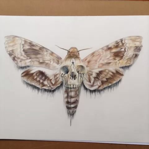 480x480 Skull Drawing Deaths Head Moth - Death Head Moth Drawing