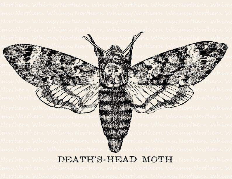 794x613 Death's Head Moth Illustration Vintage Insect Clip Art Etsy - Death Head Moth Drawing