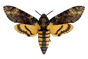 300x202 Death's Head Hawk Moth Photograph - Death Head Moth Drawing