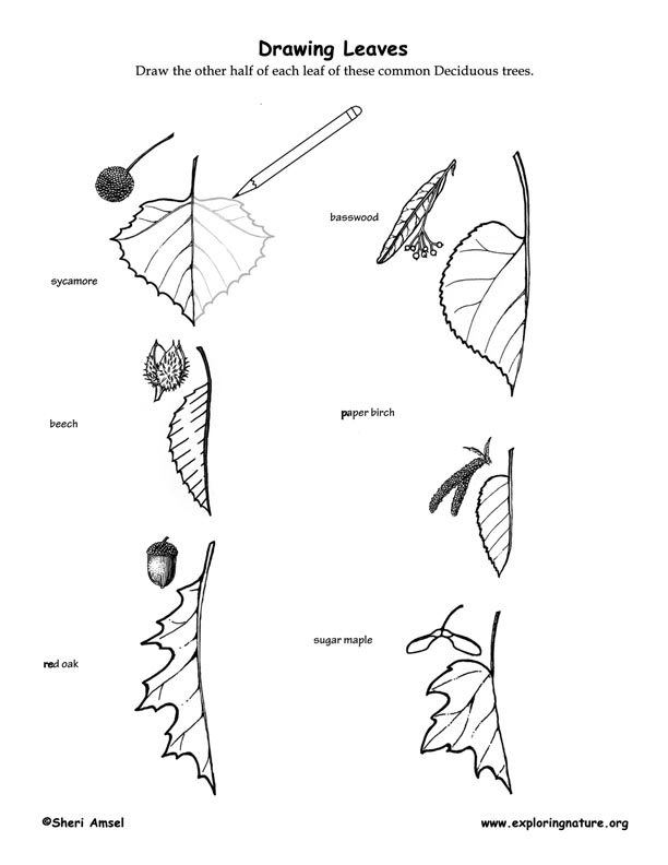 612x792 Drawing Leaves Of Deciduous Trees - Deciduous Tree Drawing
