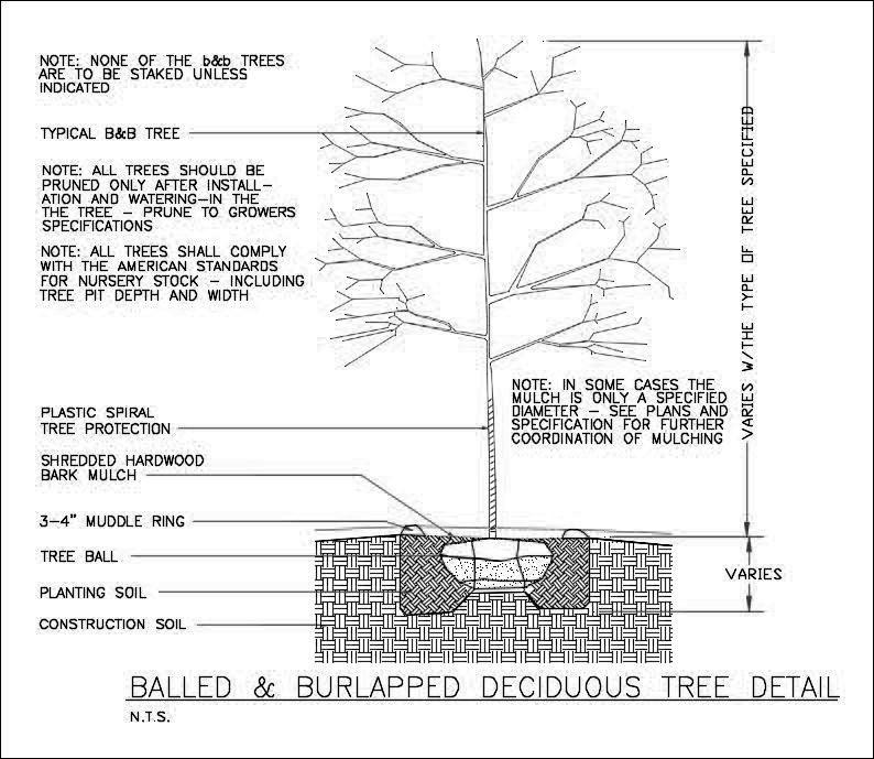 794x689 free cad details deciduous tree detail cad design free cad - Deciduous Tree Drawing