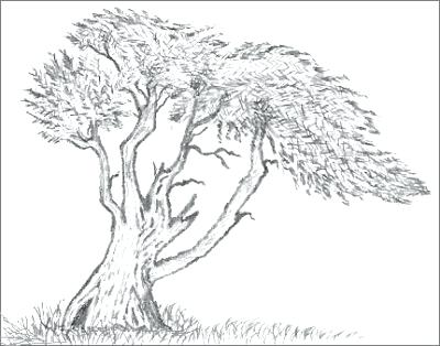 400x314 how to draw a deciduous tree cypress tree drawing draw deciduous - Deciduous Tree Drawing