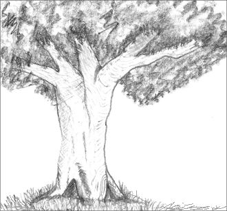 330x307 Japanese Art - Deciduous Tree Drawing