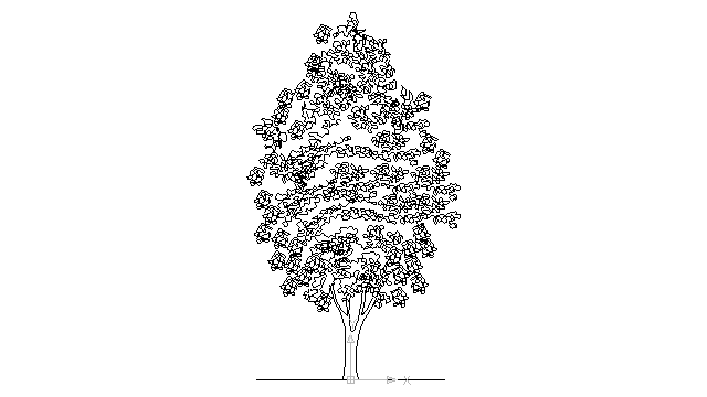 640x360 Autocad Drawing Deciduous Tree Dwg - Deciduous Tree Drawing