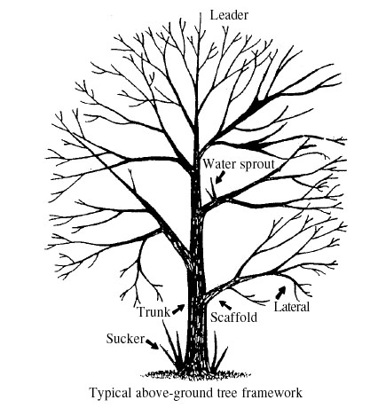 Deciduous Tree Drawing at PaintingValley.com | Explore collection of ...