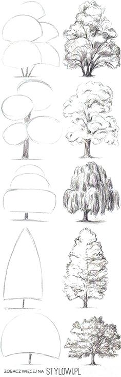 Deciduous Tree Drawing at PaintingValley.com | Explore collection of ...