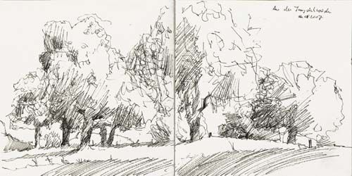 500x250 Sketch Of A Tree Group,deciduous Tree Drawing Trees Drawings - Deciduous Tree Drawing