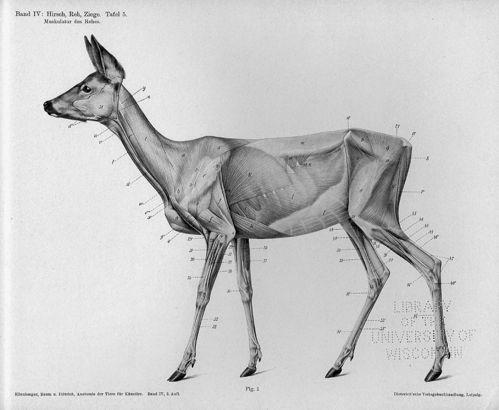 Deer Anatomy Drawing At Explore Collection Of Deer