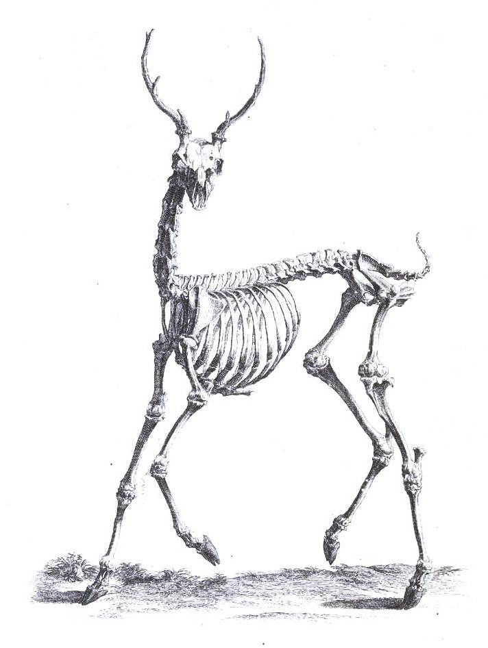 Deer Anatomy Drawing at Explore collection of Deer