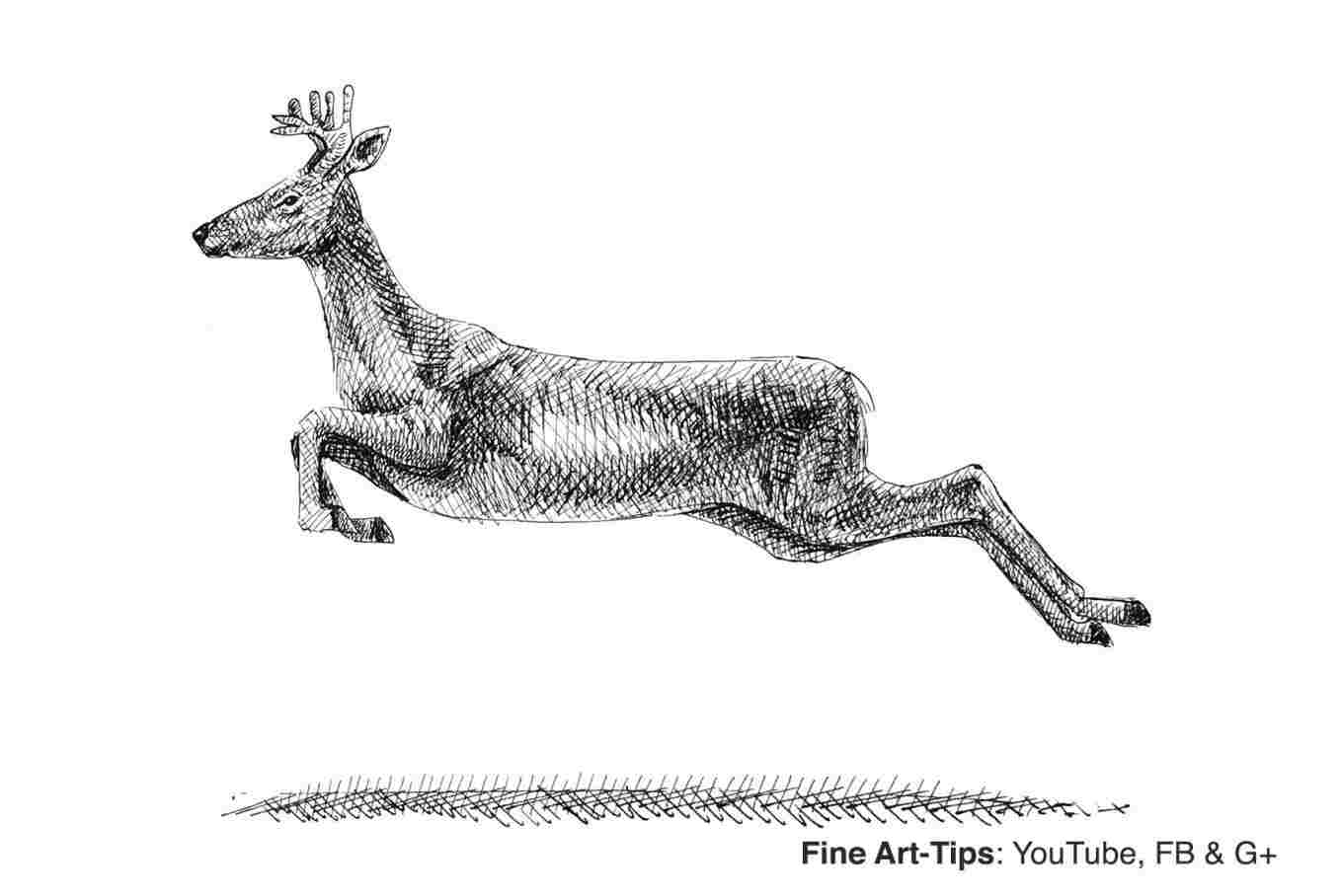 1358x908 Easy Drawing Of Deer - Deer Anatomy Drawing