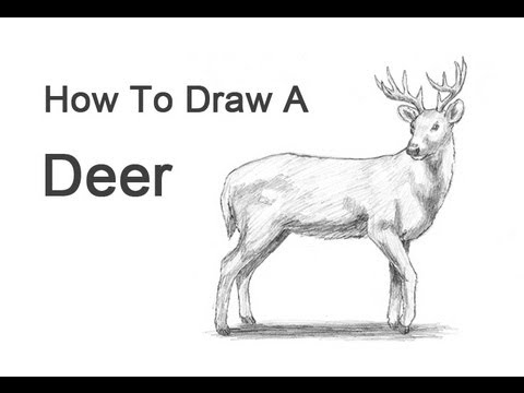 480x360 How To Draw A Deer - Deer Anatomy Drawing