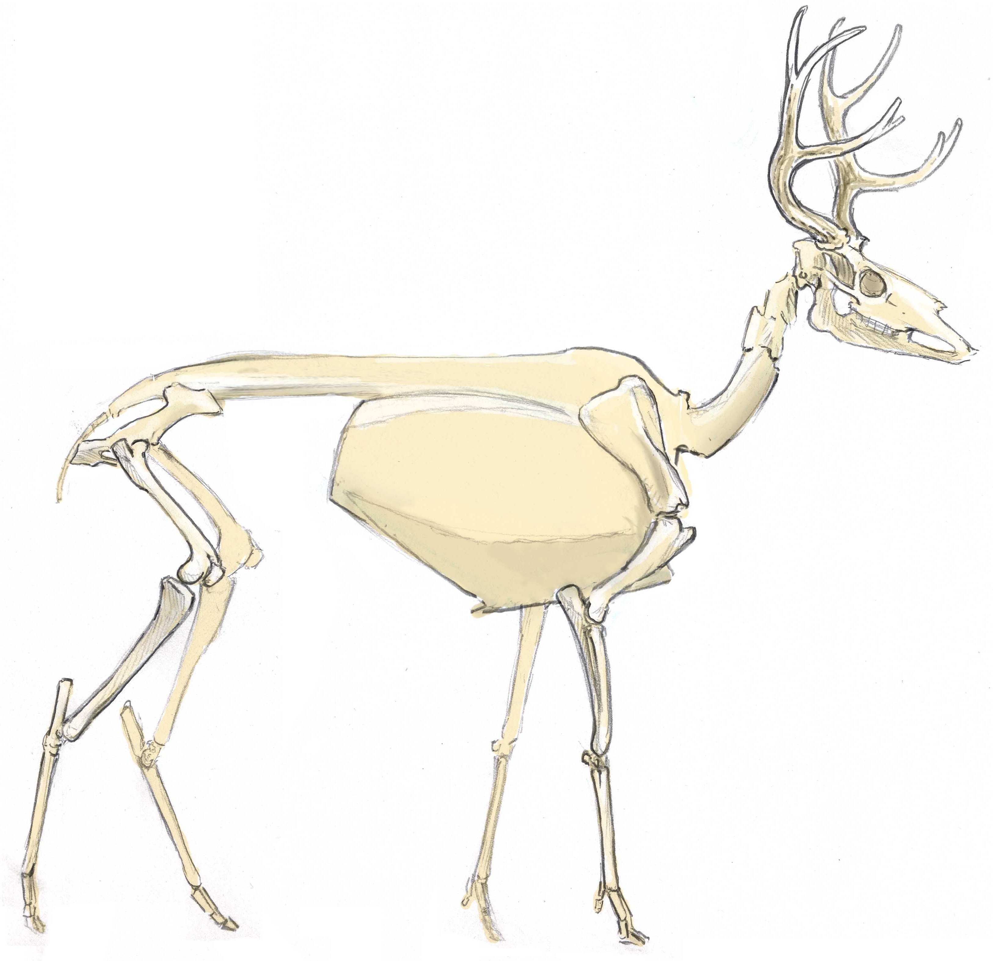 3251x3145 How To Draw A Deer Anatomy - Deer Anatomy Drawing