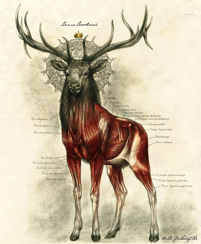 800x971 one of the most majestic anatomy illustrations we've ever seen - Deer Anatomy Drawing