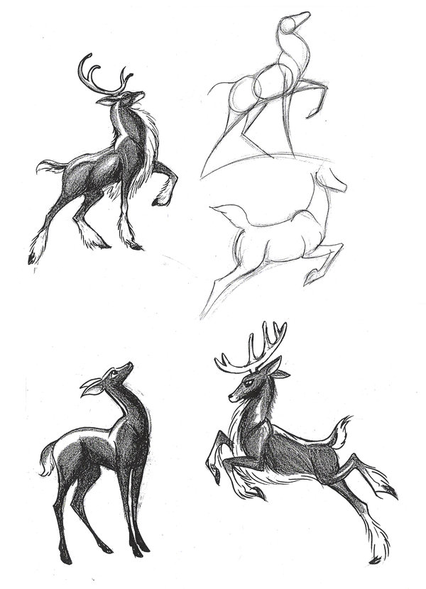 600x830 Photos How To Draw A Deer - Deer Anatomy Drawing